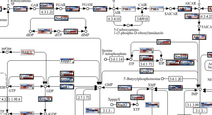 Close-up of painted gene boxes on a KEGG map